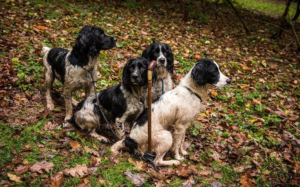 Dogs on a shoot - Sporting Agency arranged by Lady's Wood Shooting School