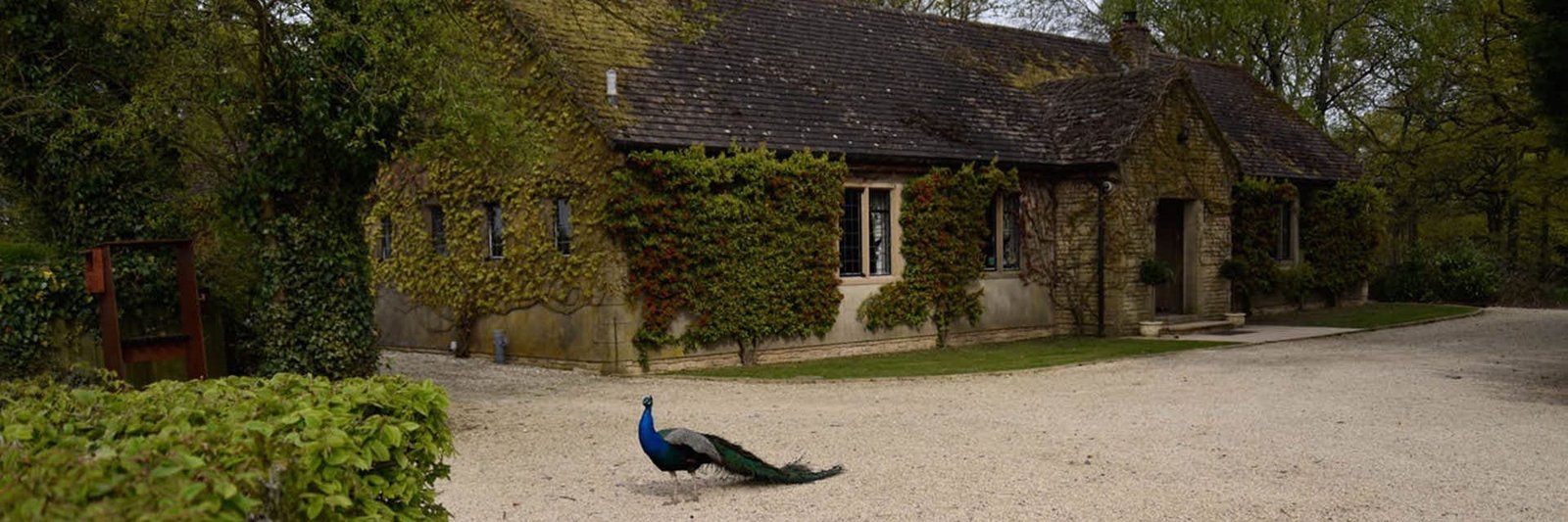Peacock in front of the house in the grounds of Lady's Wood Shooting School
