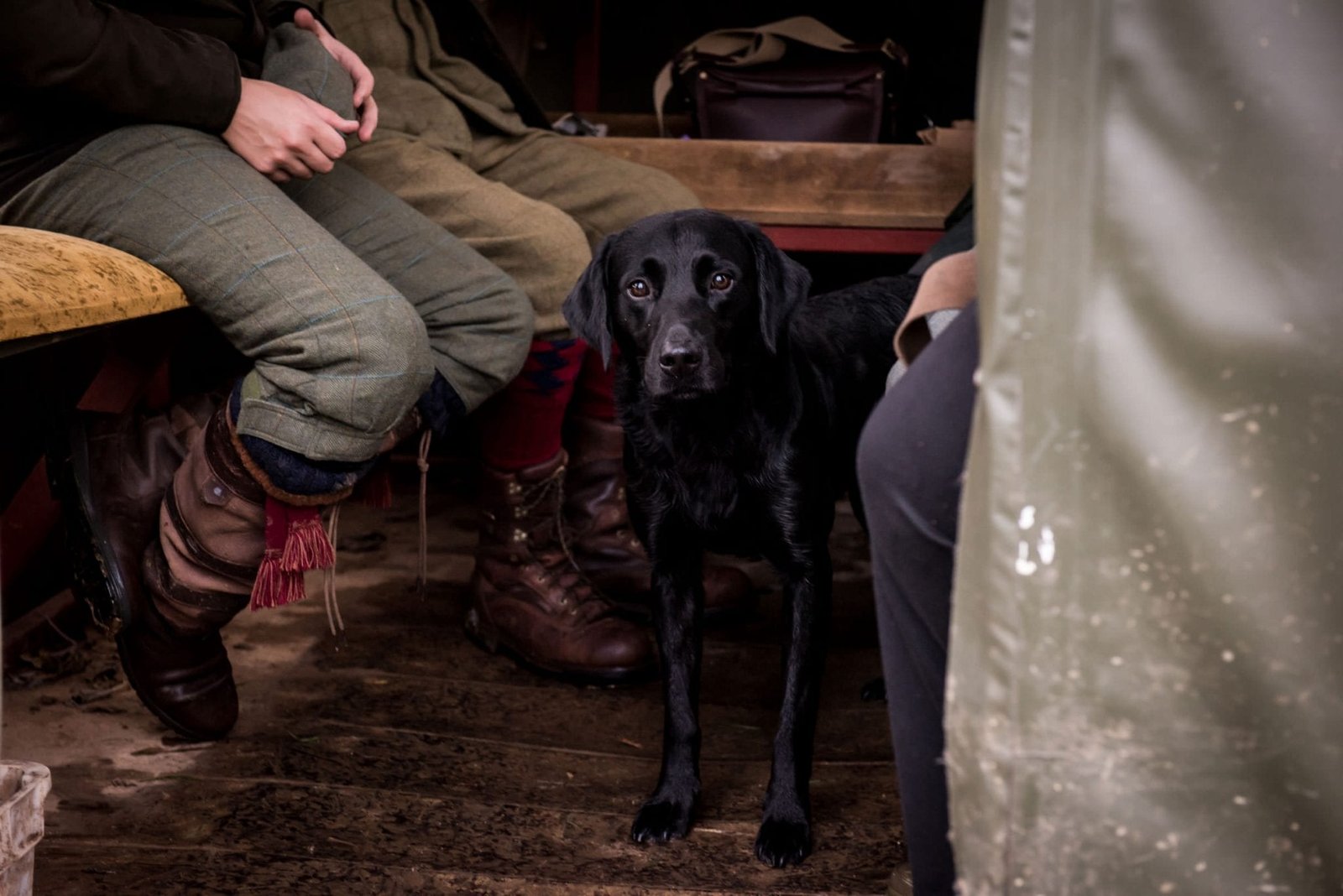 A black Labrador waiting for game during a shoot at Lady's Wood Shooting School