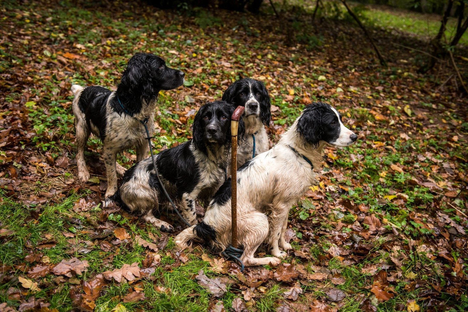 Dogs waiting for a game shoot at Lady's Wood Shooting School