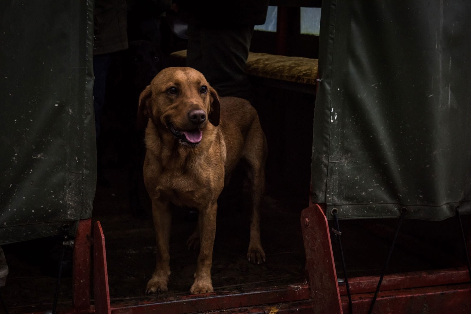 A Dog waiting for game during a shoot at Lady's Wood Shooting School