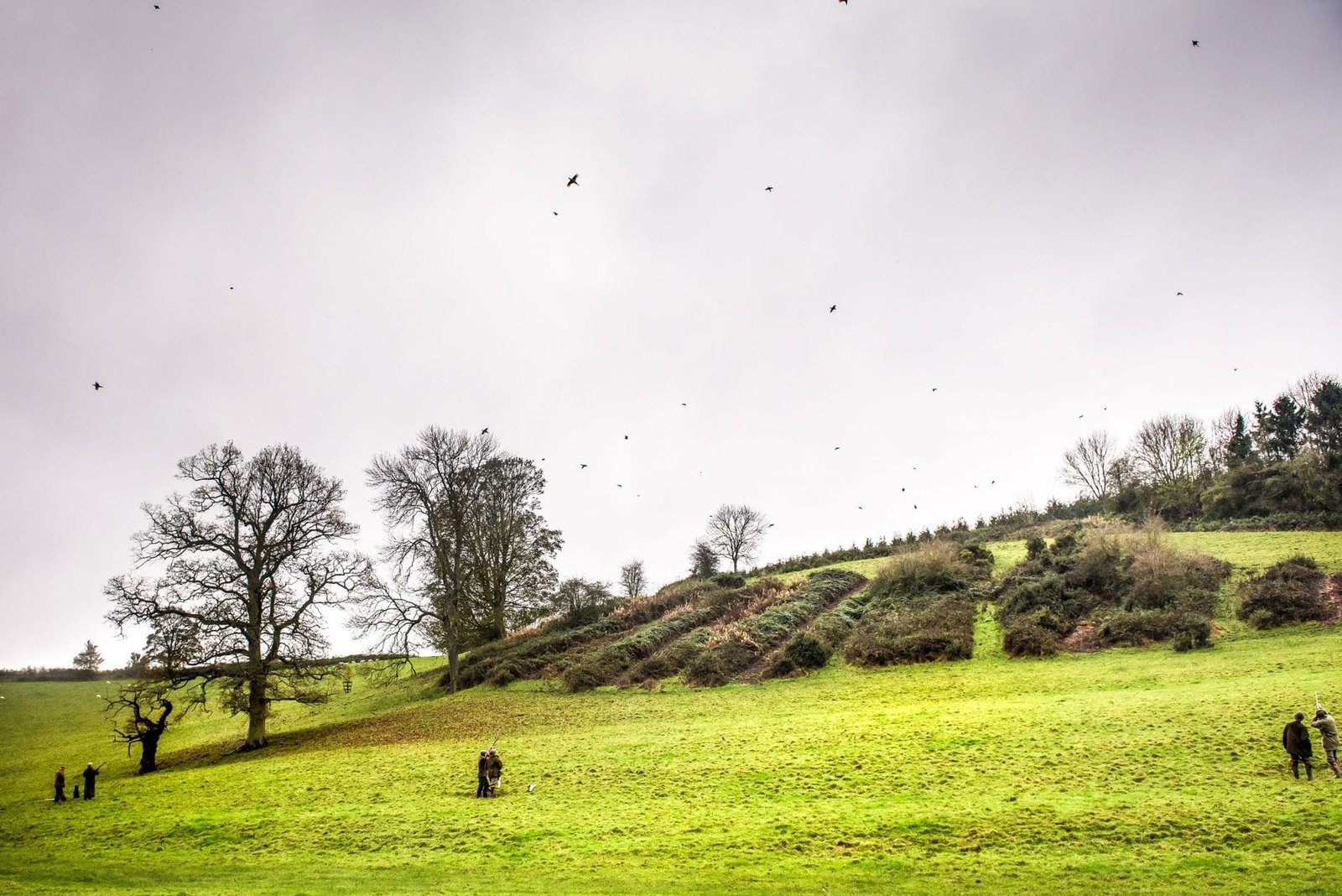 Events - Sky full of game during a shoot organised by Lady's Wood Shooting School