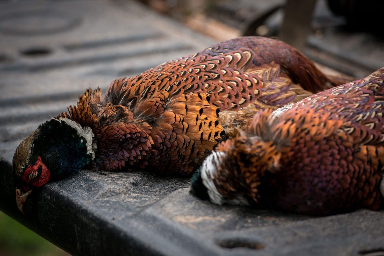 Game days - Pheasants collected after a game shoot at Lady's Wood Shooting School