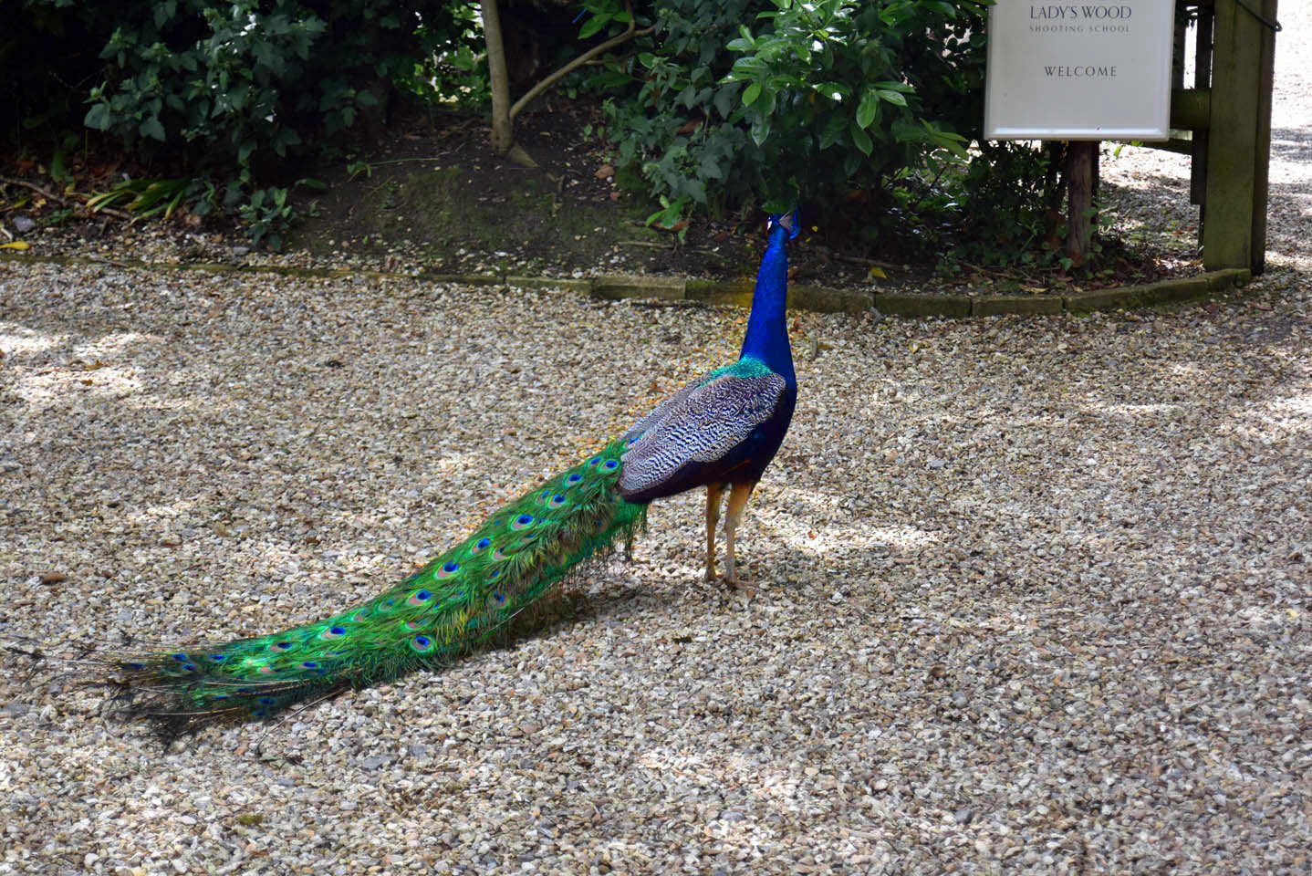 Frequently Asked Questions - Peacock patrolling the grounds of Lady's Wood Shooting School