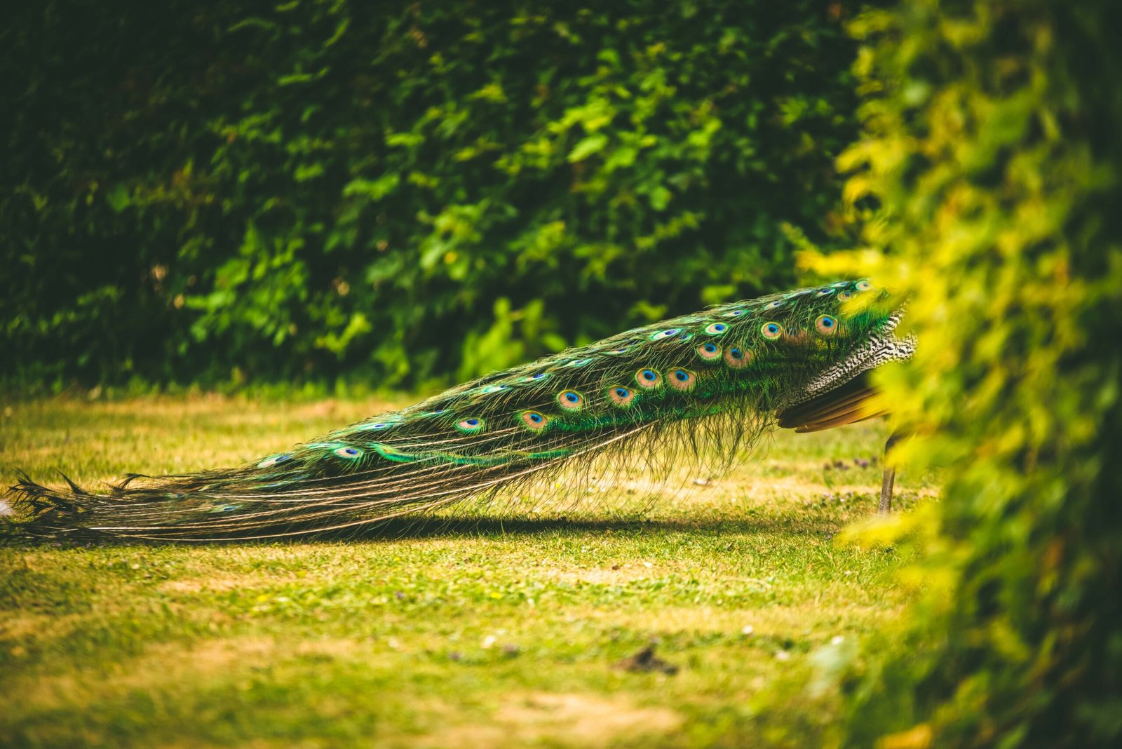 Clay Shooting News - A peacock walking around the grounds at Lady's Wood Shooting School