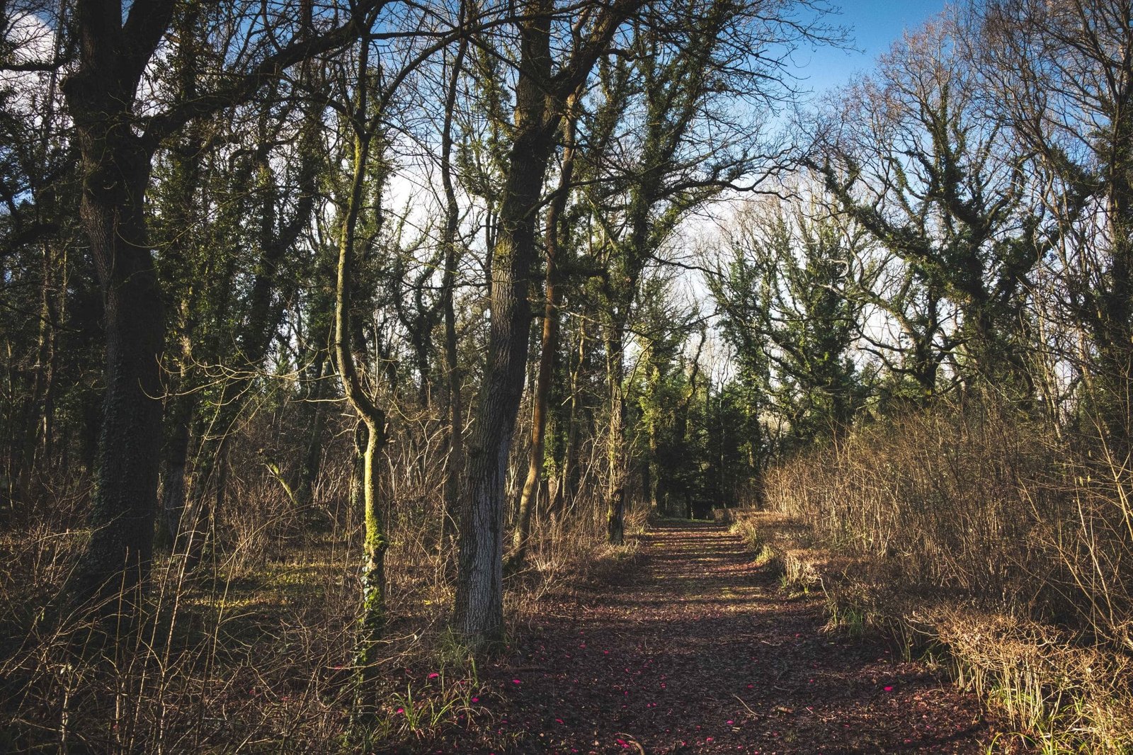 Woodland at Lady's Wood Shooting School before management and coppicing work begins