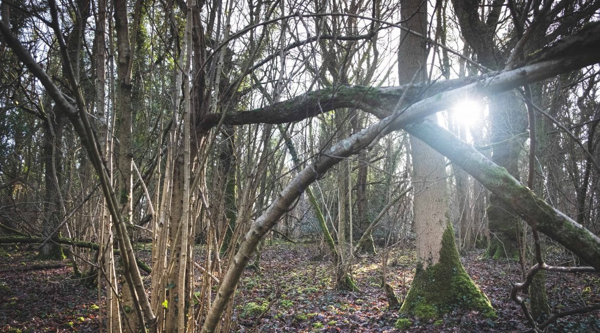 Woodland management at Lady's Wood Shooting School