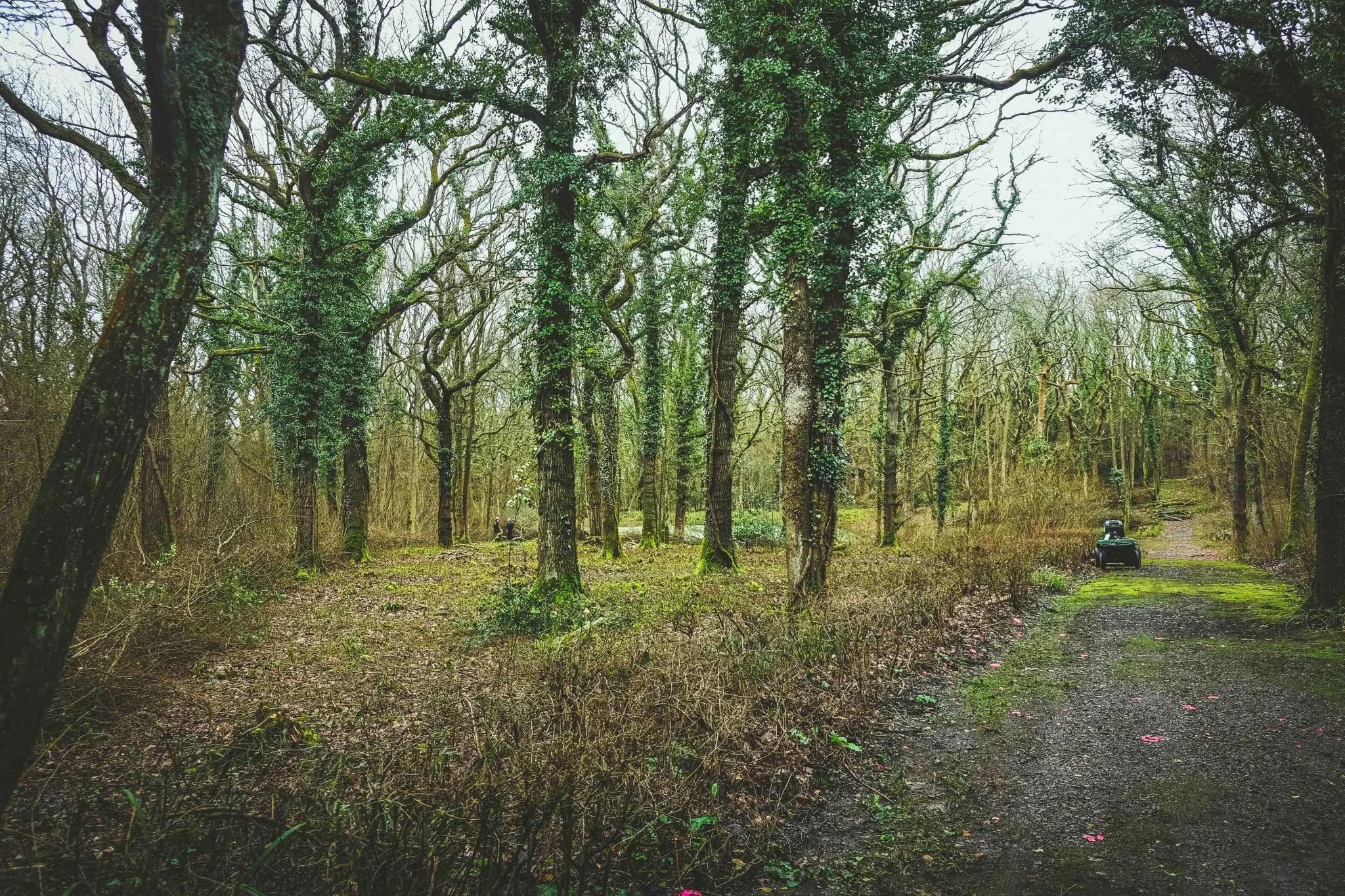 Coppicing in the woods at Lady's Wood