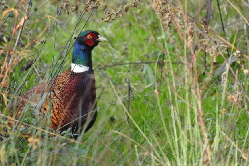 Pheasant Member At Lady's Wood