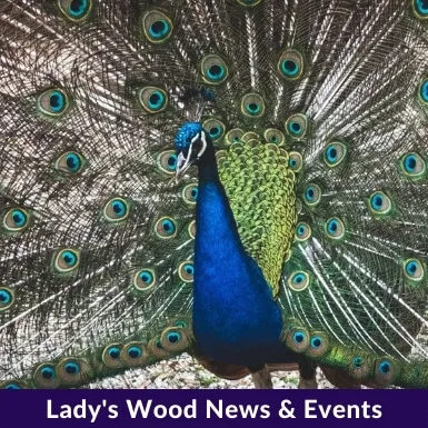 Lady's Wood News & Events Shooting Events Bristol